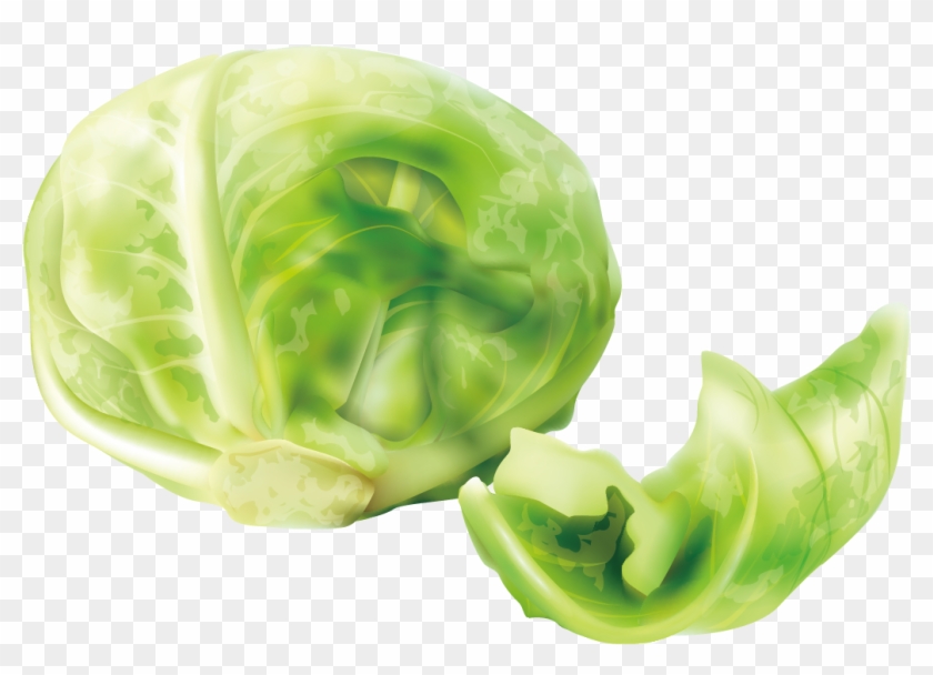 Cabbage Cruciferous Vegetables Lettuce - Cabbageclipart - Png Download