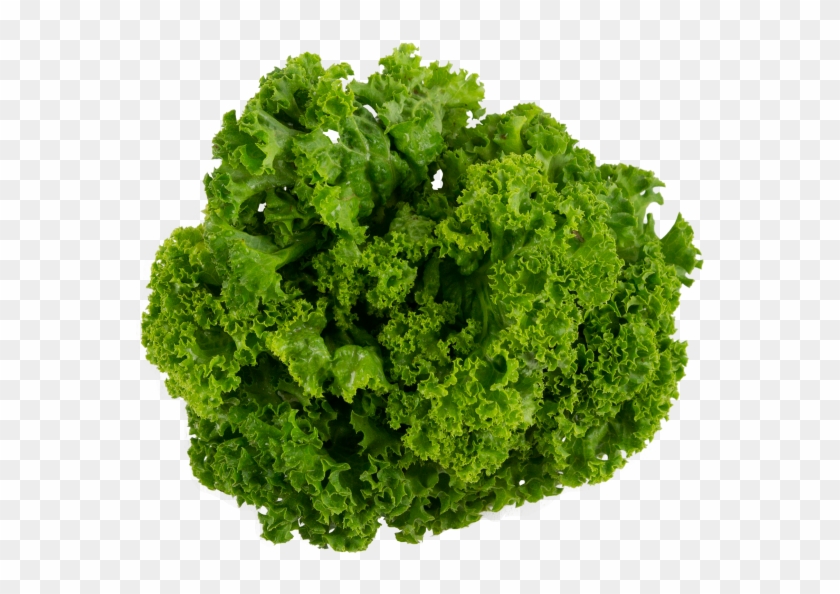 Lettuce - Leafy Vegetables No Background Clipart #38302