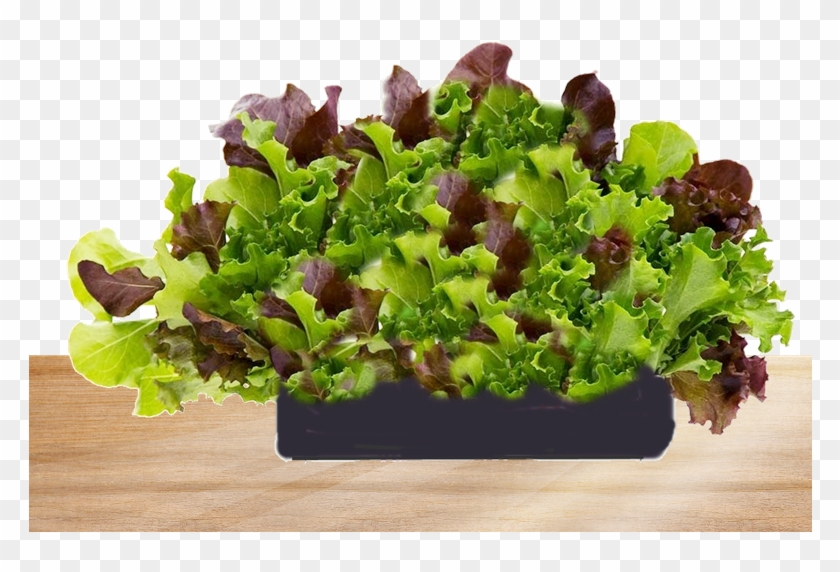 Freshly Bought Living Lettuce - Superfood Clipart