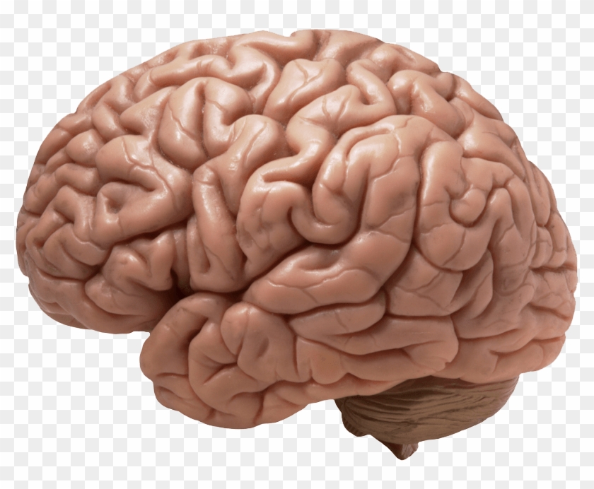 Pin Brain Clipart Transparent - Cerebro De Homo Sapiens - Png Download #38978