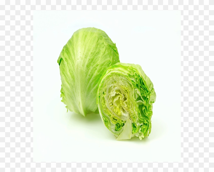 Lettuce - Iceburg Lettuce Clipart #39066