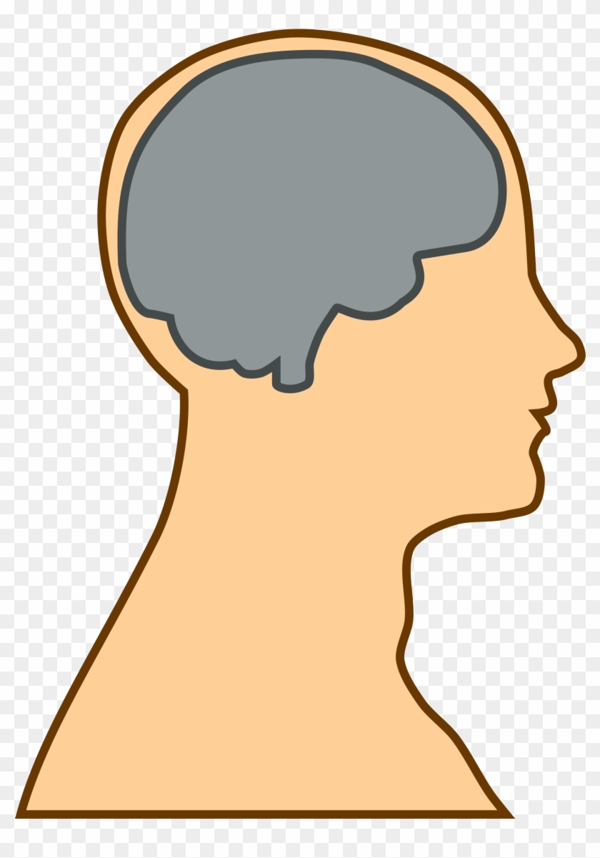 Free Simple Brain Silhouette Clip Art U0026middot - Thalamus And Frontal Lobe - Png Download