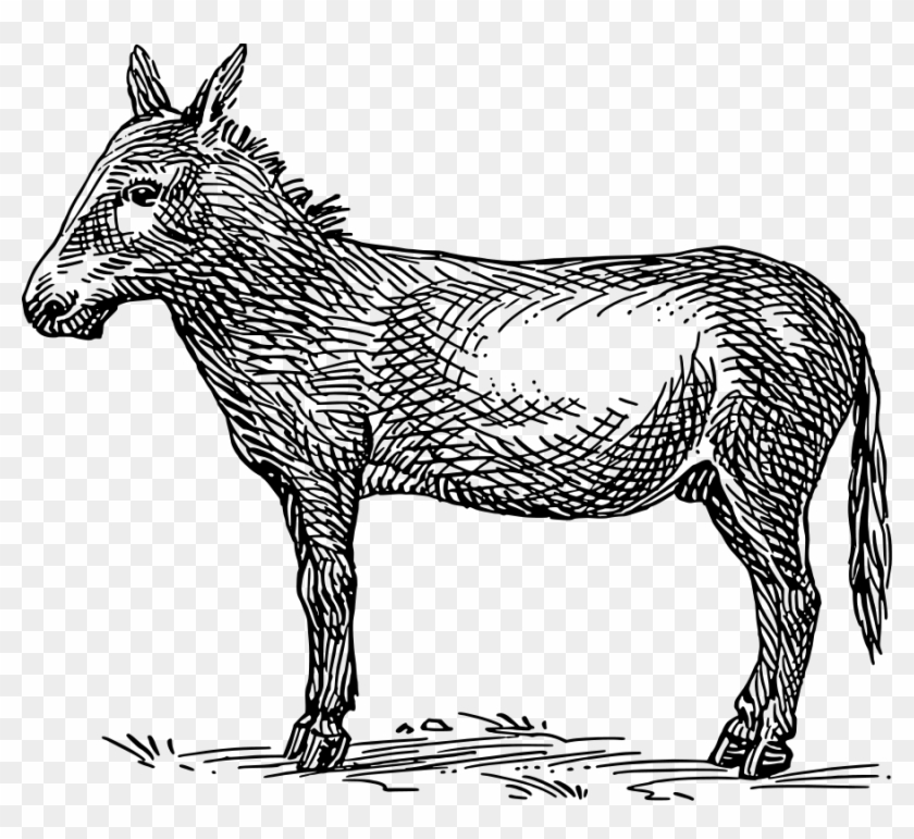 Donkey Png Clipart #300023