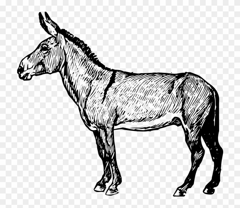Donkey - Burro Clipart
