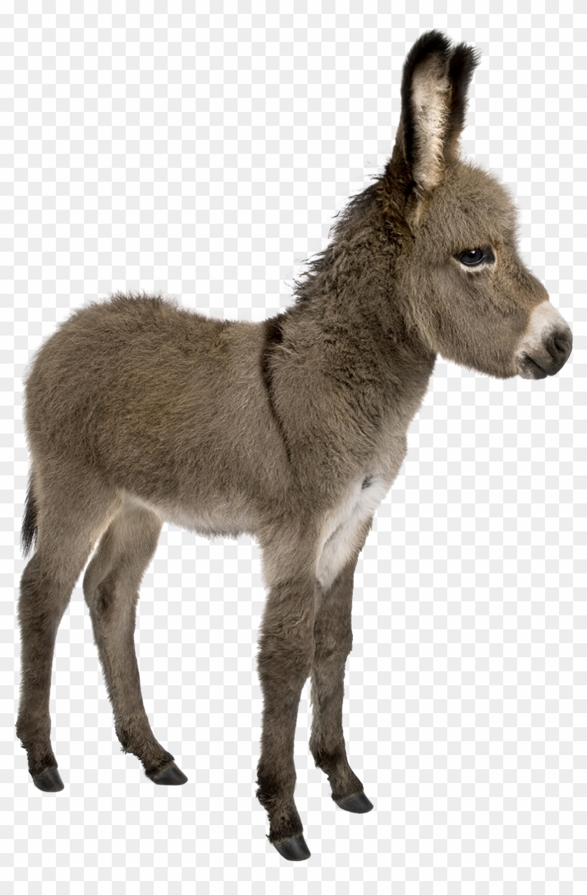 Donkey Png Pic - Provence Donkey Clipart #300099