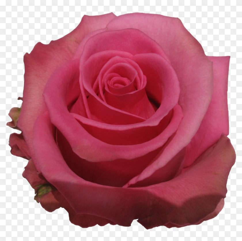 Rose Cotton Candy - Garden Roses Clipart #300346