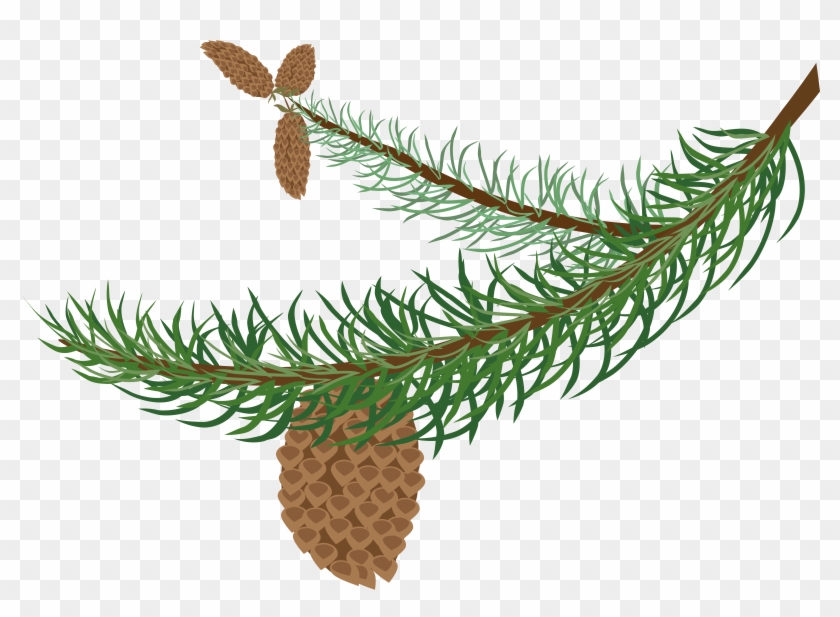 Fir Clipart Needle - Winter Tree Branch Clipart - Png Download