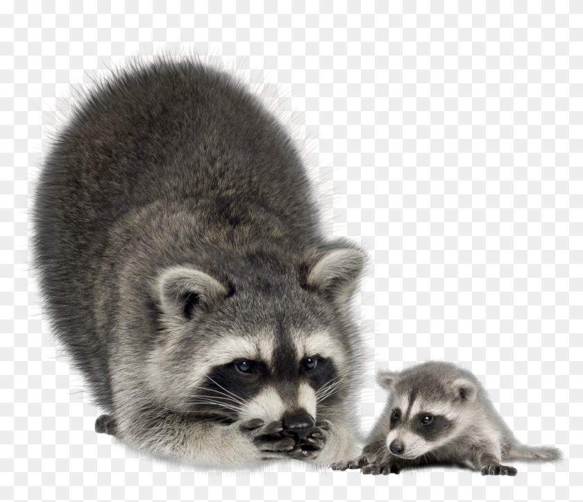 Raccoon Png - Baby Raccoon Png Clipart #300801