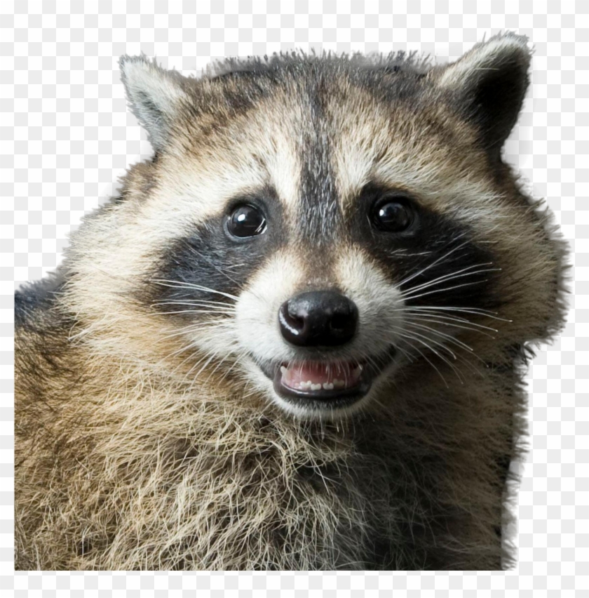 Raccoon Png Image - Raccoon Animal Clipart #300844