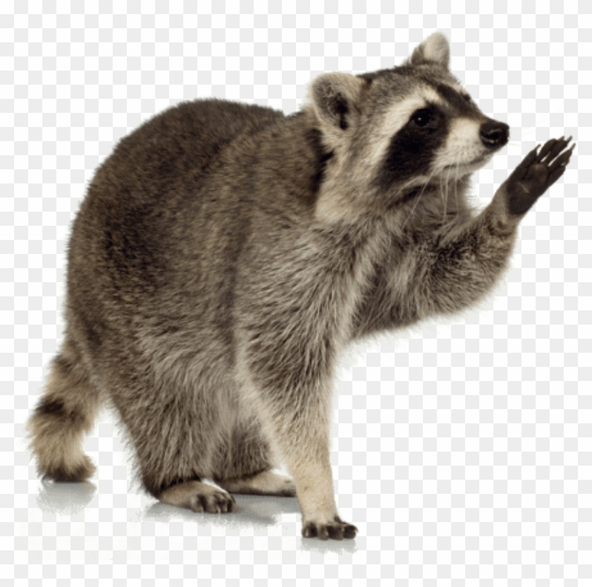 Free Png Download Raccoon Up Png Images Background - Raccoon Png Clipart #301039