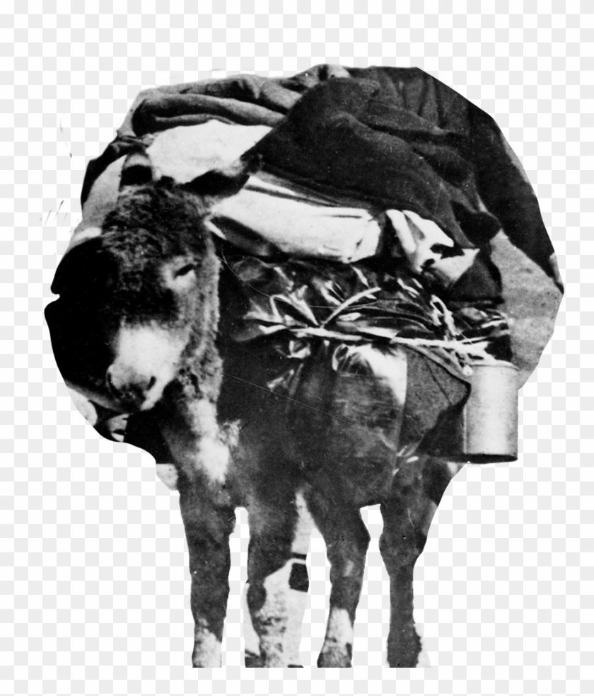 Donkey - Working Animal Clipart #301222