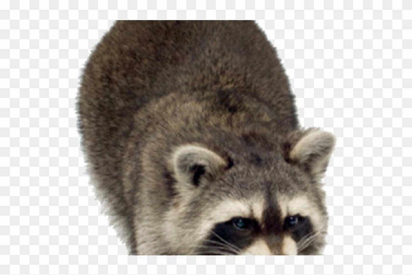 Nyu Stern Pick Six Examples Clipart #301312