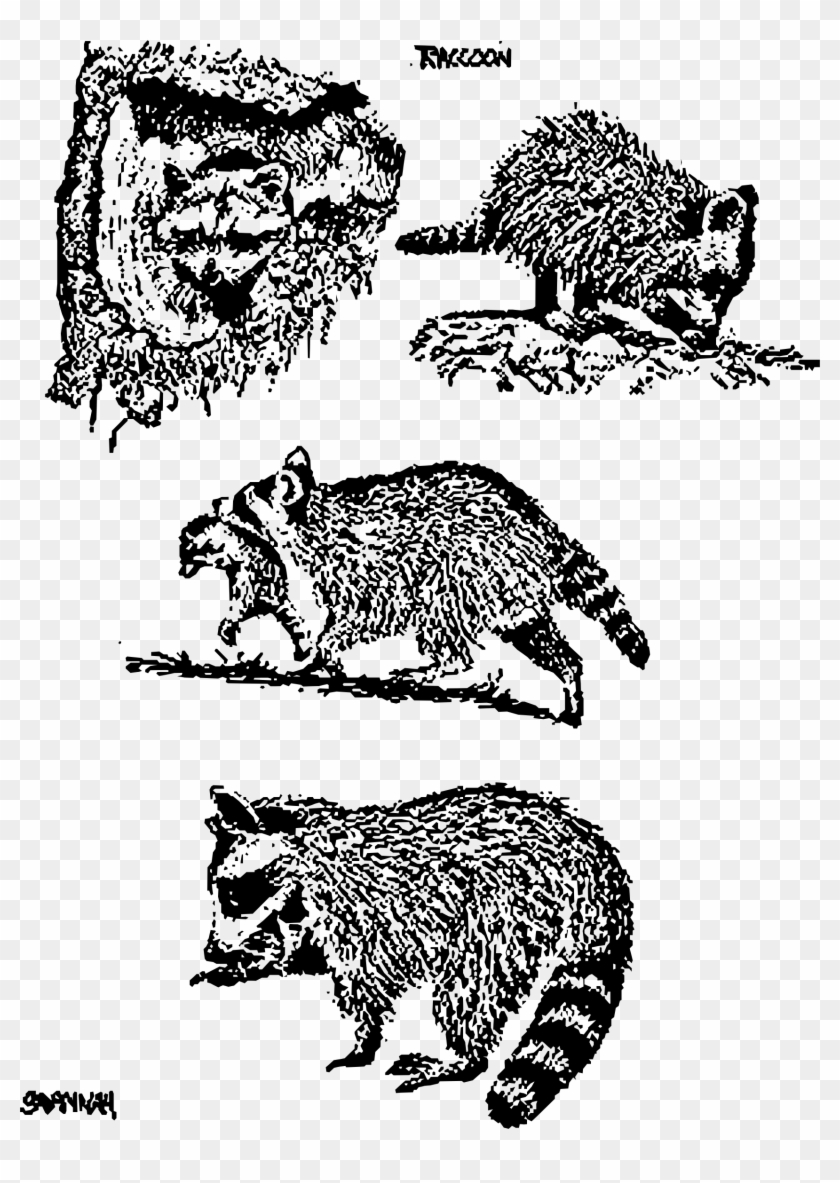 This Free Icons Png Design Of 4 Raccoon Scenes Clipart #301507