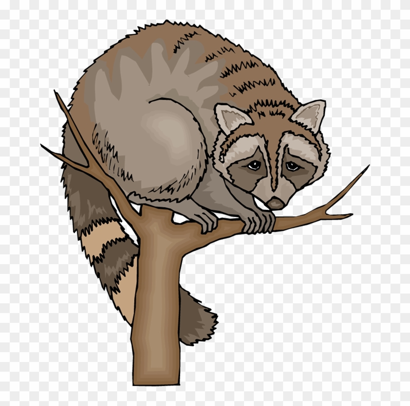 Free Raccoon Clipart - Structural Adaptations Of Raccoons - Png Download #301592