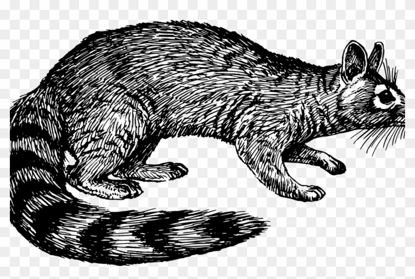 Whiskers Raccoon Wildcat Ring Tailed Cat Free Commercial - Clip Art - Png Download #301616