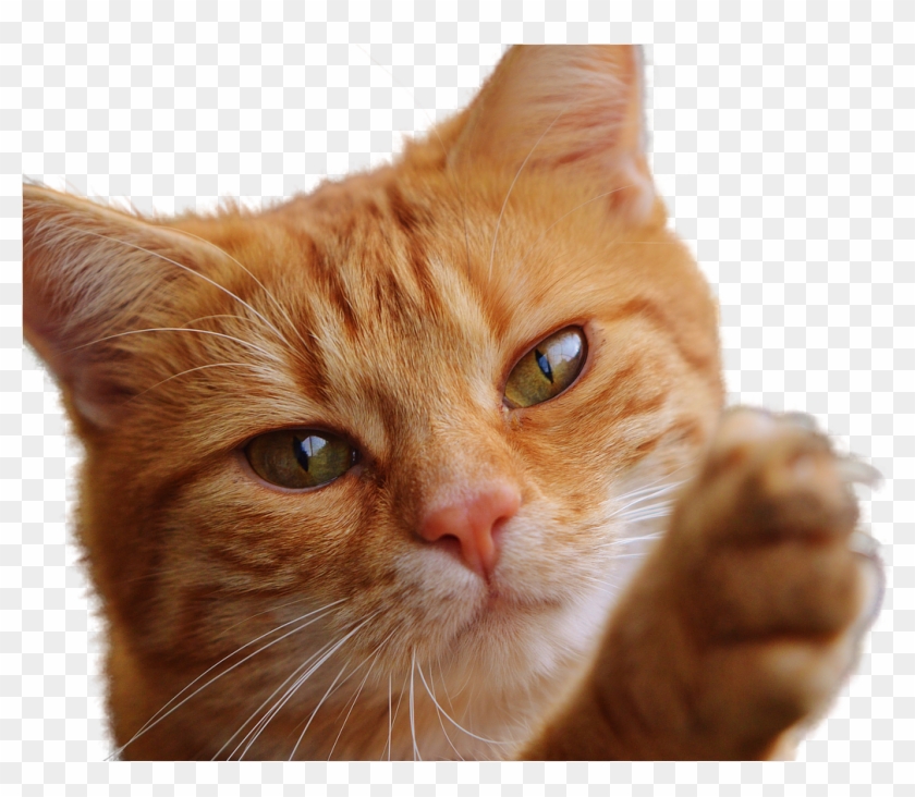 Cat Face Render Clipart