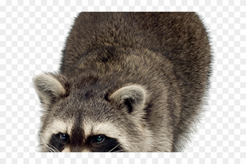 Cool Raccoon Transparent Clipart
