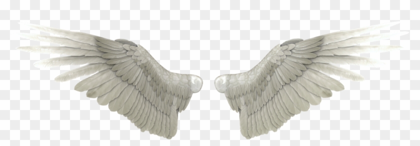 Angel Wings Png Transparent Transparent Background - Transparent Angel Wings Png Clipart #301972
