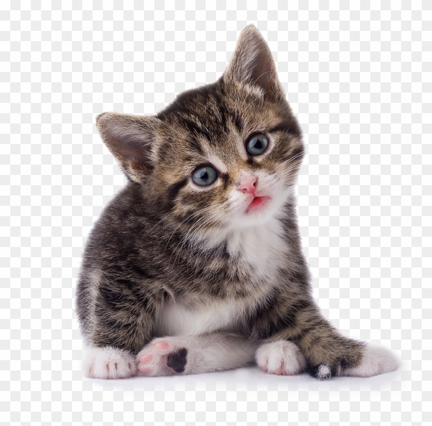 Kittens Transparent Face Png - Kitten Png Clipart #302112