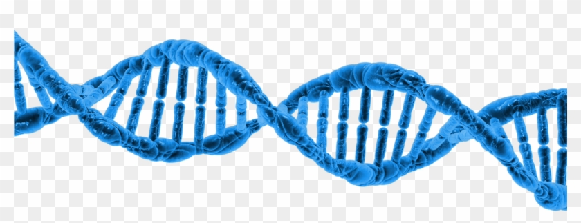 Dna String Double Helix - Biotechnology Dna Clipart