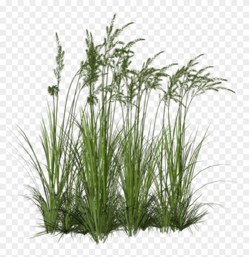 Free Png Download Ornamental Grass Png Images Background - Tall Grass Png Clipart #302674