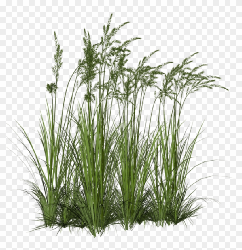 Free Png Download Ornamental Grass Png Images Background - Tall Grass Png Clipart