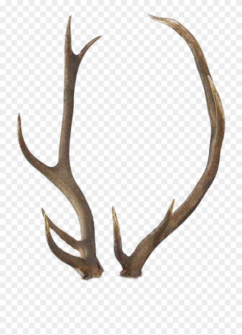Horns Png Clipart #302718