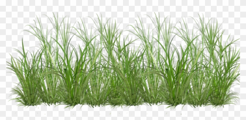 Sweet Grass , Png Download Clipart