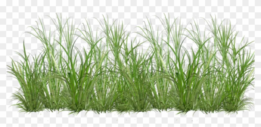 Sweet Grass , Png Download Clipart #302749