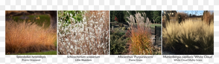 Sporobolus Heterolepis Is A Prairie Species That Has - Grass Clipart #302803