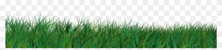 Ornamental Grass Png - ภาพ Png หญ้า Clipart #302881