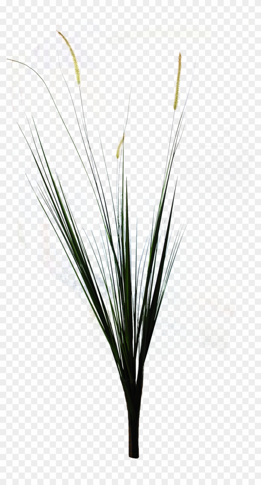 Palm-grass , Png Download Clipart #302976
