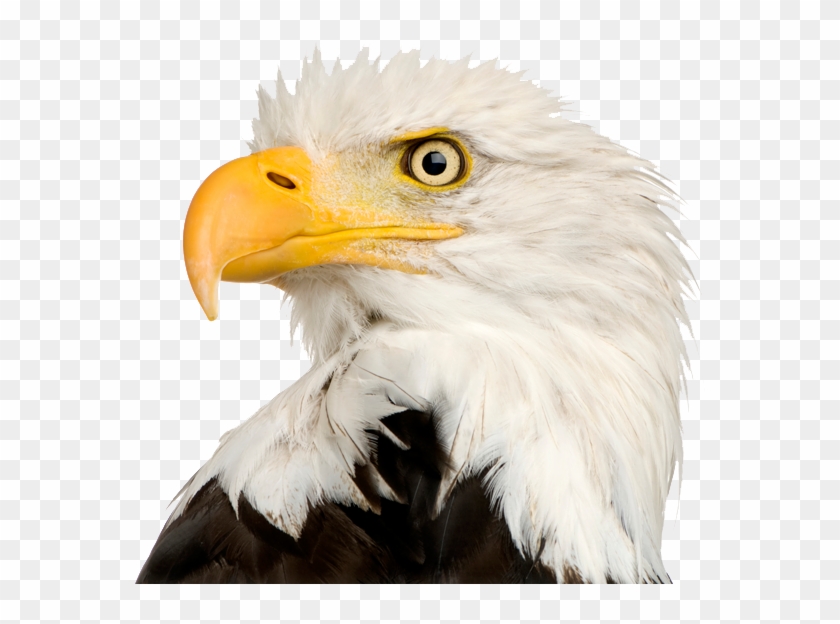 Eagle Head Png File - Bald Eagle Head Png Clipart #302996
