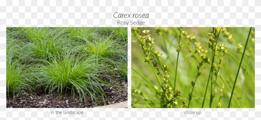 Click Here To See Our Full Carex Collection And Here - Sweet Grass Clipart #302997