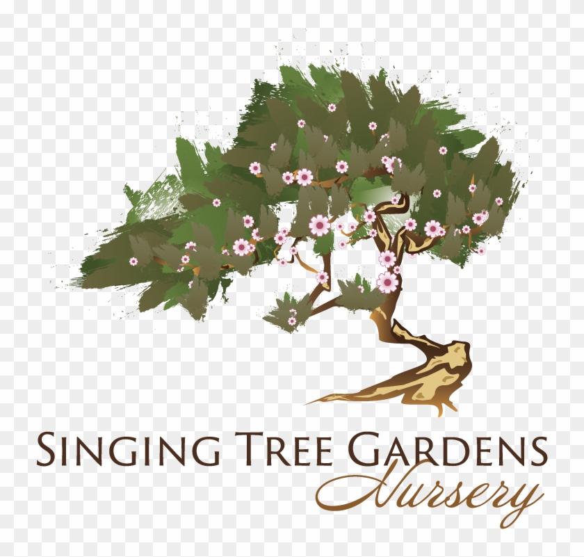 Standing Ovation Little Bluestem Ornamental Grass - Illustration Clipart