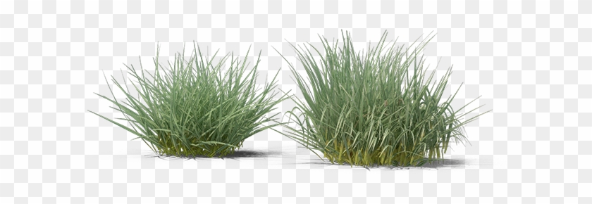 Ornamental Grass Png Clipart