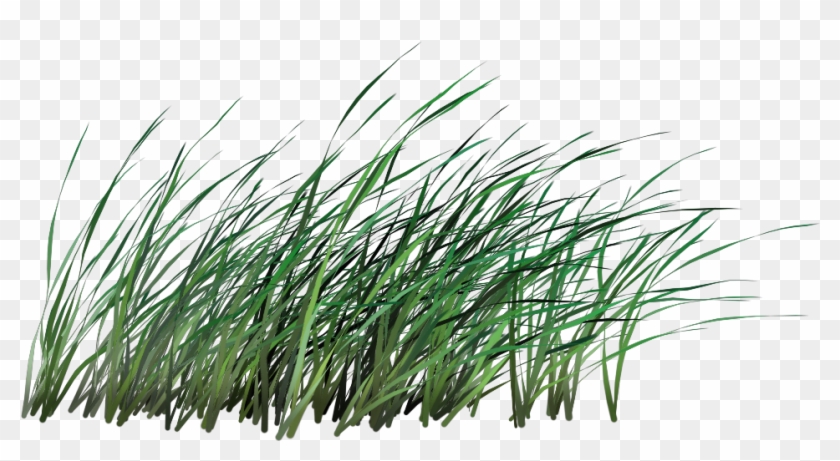 Tall Grass Png - Sweet Grass Clipart