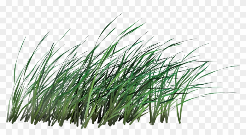 Tall Grass Png - Sweet Grass Clipart #303190