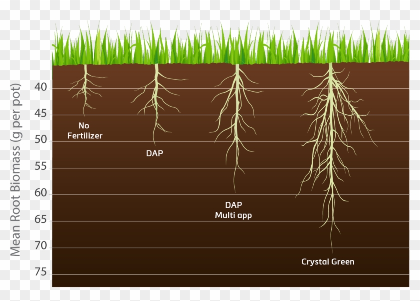 Length Of Turf Root Clipart #303807