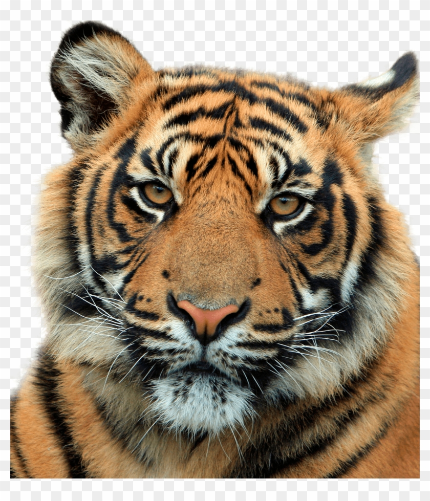 Download - Tiger Clipart - Png Download