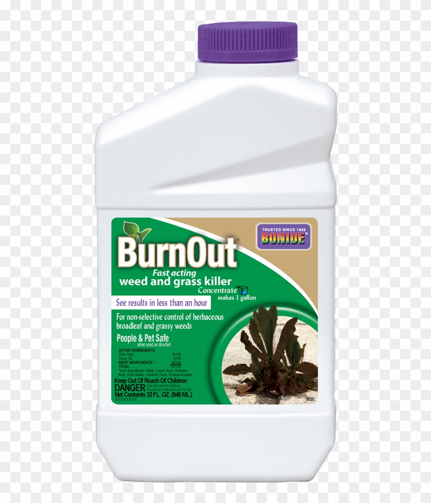 Burnout® Conc - Agave Clipart #304599