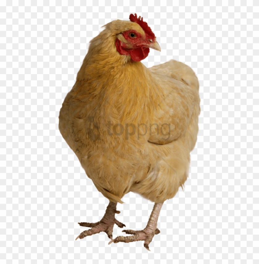 Hen, Chicken Head - Hen Chicken Images Png Clipart #304678