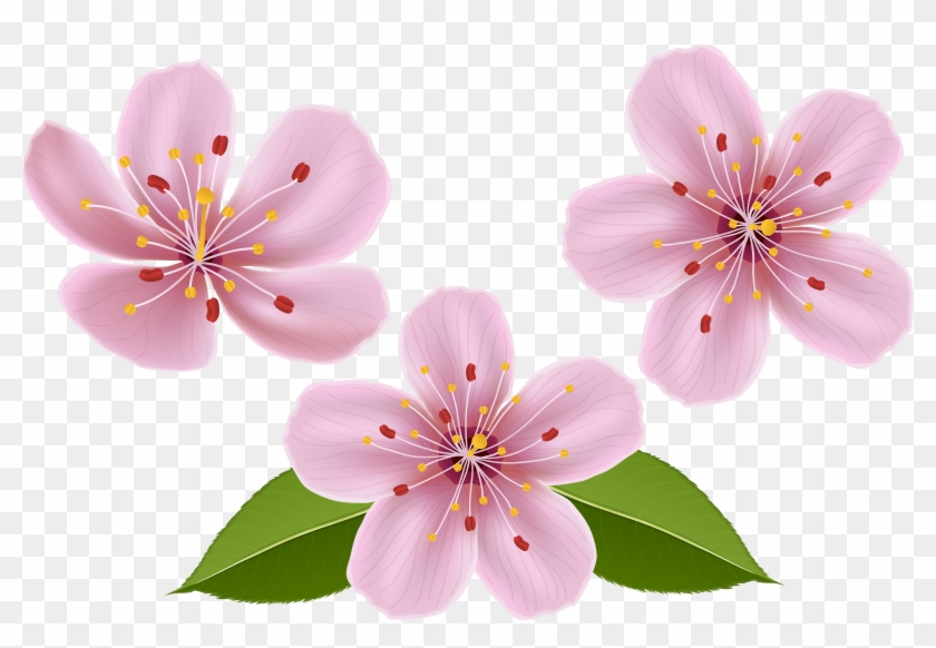 Free Png Download Spring Flowers Png Images Background - Spring Flower Clipart Transparent