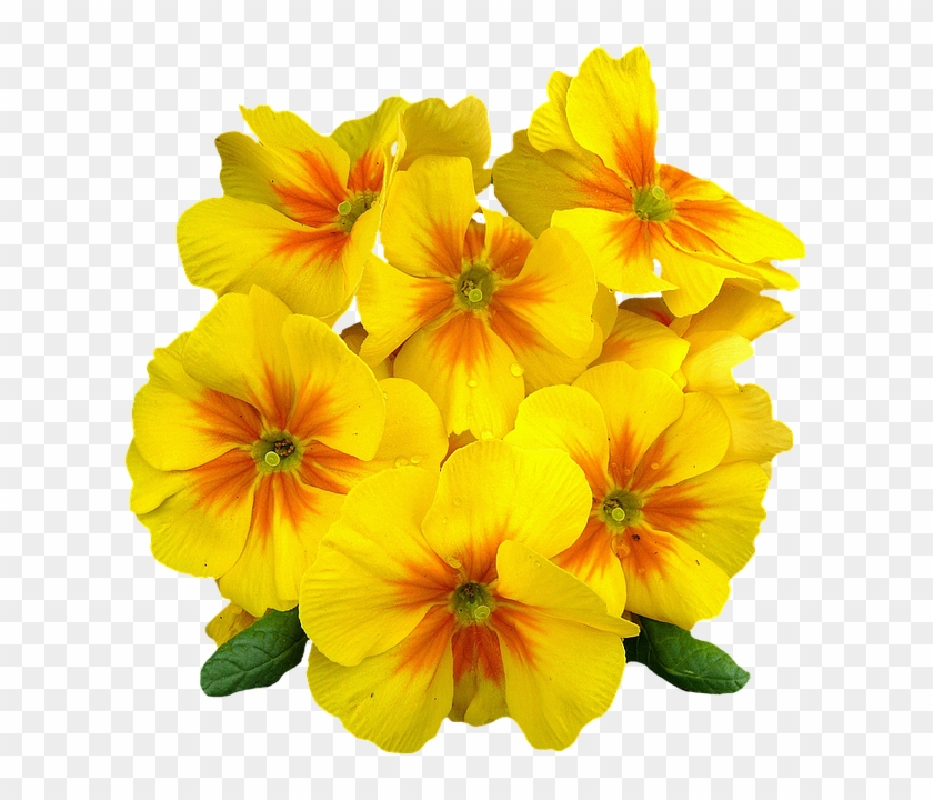 Flower Png Images, Primroses, Spring Flowers, Free - Evening Primrose Png Clipart #305130