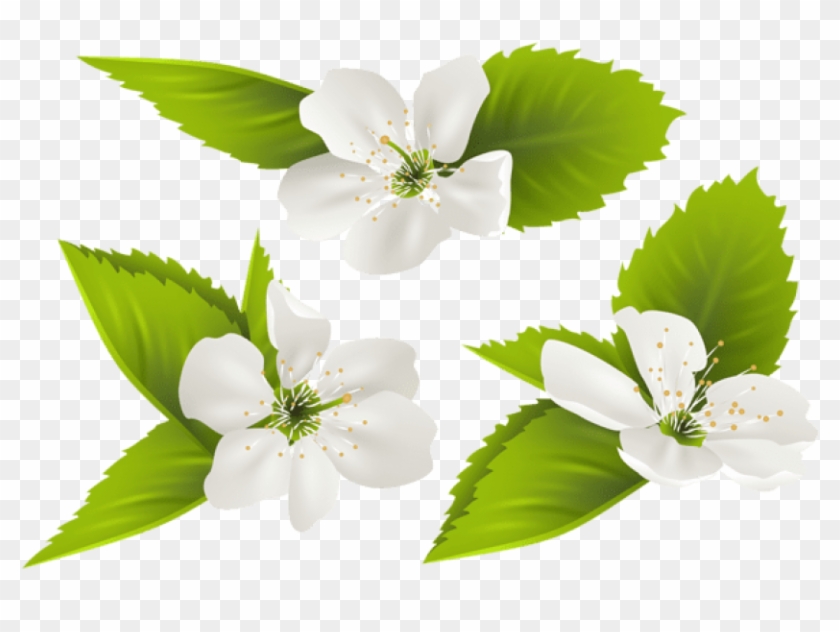 Free Png Spring Tree Flowers Png Images Transparent - Jasmine Flower Clipart Transparent #305306