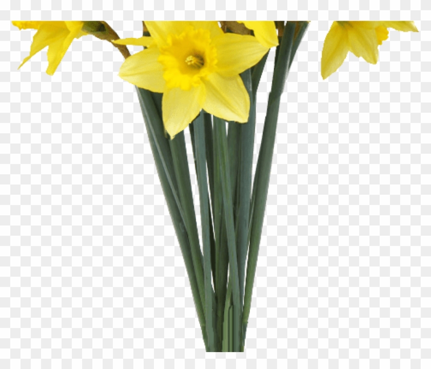 Spring Daffodils Transparent Background Flower Image Clipart