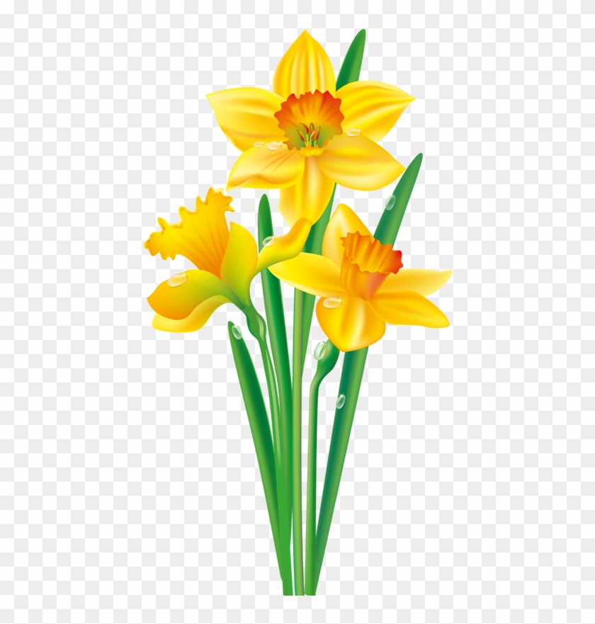 August Flower Png Photo - Clip Art Daffodil Flower Transparent Png #306556