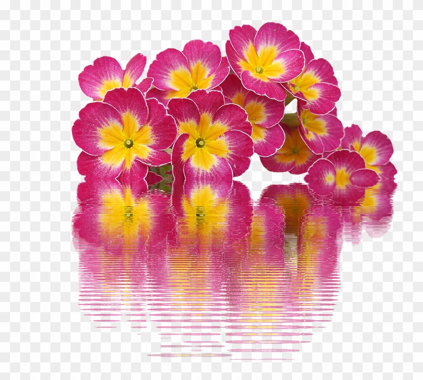 Spring, Primroses, Plant, Primrose, Spring Flowers - Primroses Png Clipart