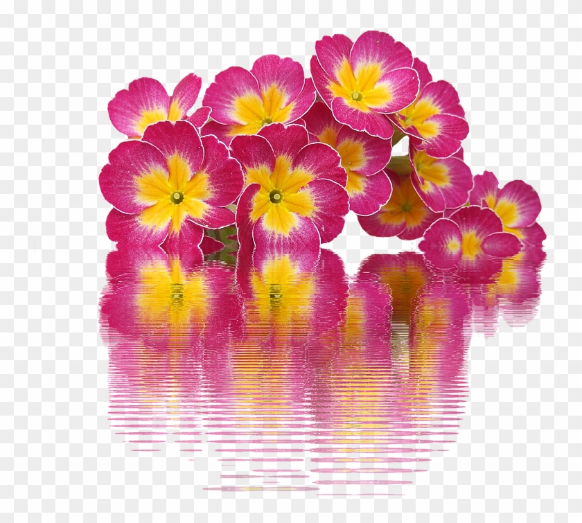 Spring, Primroses, Plant, Primrose, Spring Flowers - Primroses Png Clipart #306846