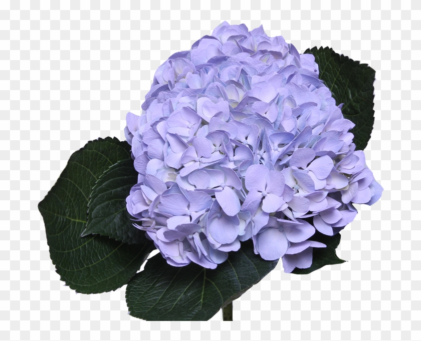 Jetty Flowers Gallery Clipart